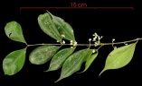 Myrciaria floribunda