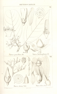 Vatica pauciflora