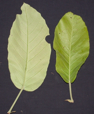 Sloanea megaphylla