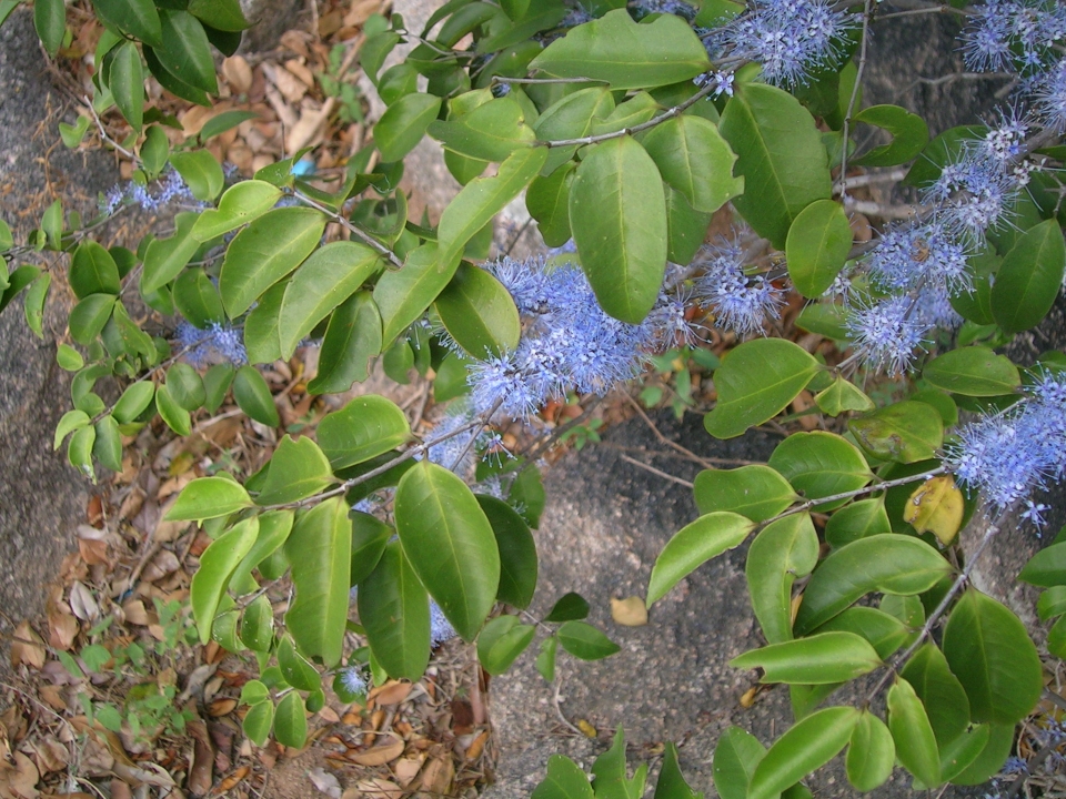 Memecylon umbellatum