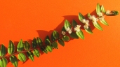 Myrciaria strigipes