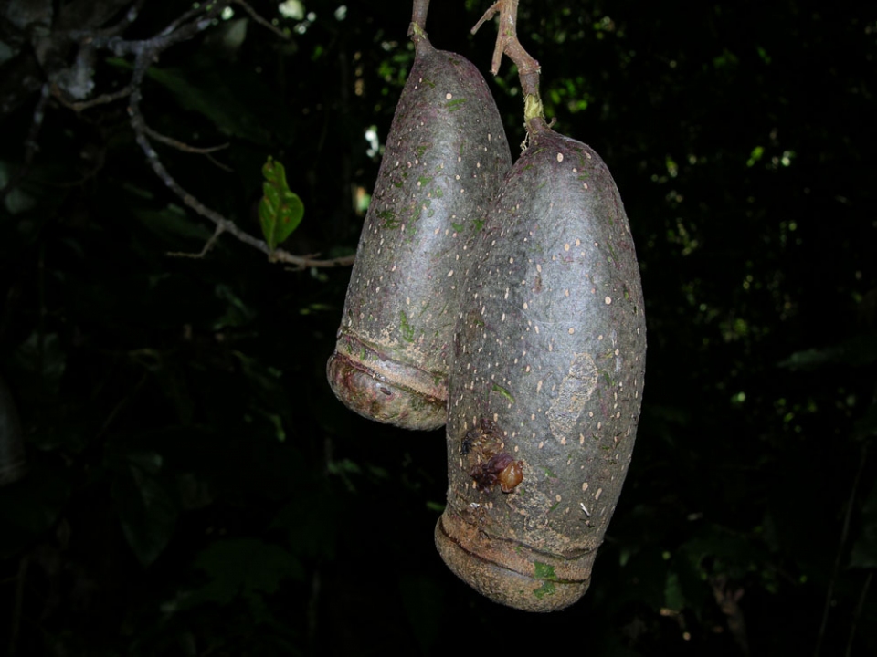 Couratari guianensis