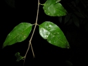 Cassipourea guianensis