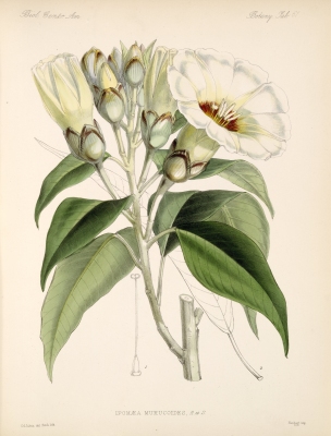 Ipomoea murucoides