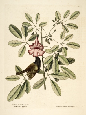 Tabebuia bahamensis