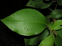 Miconia impetiolaris