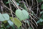 Vitis tiliifolia