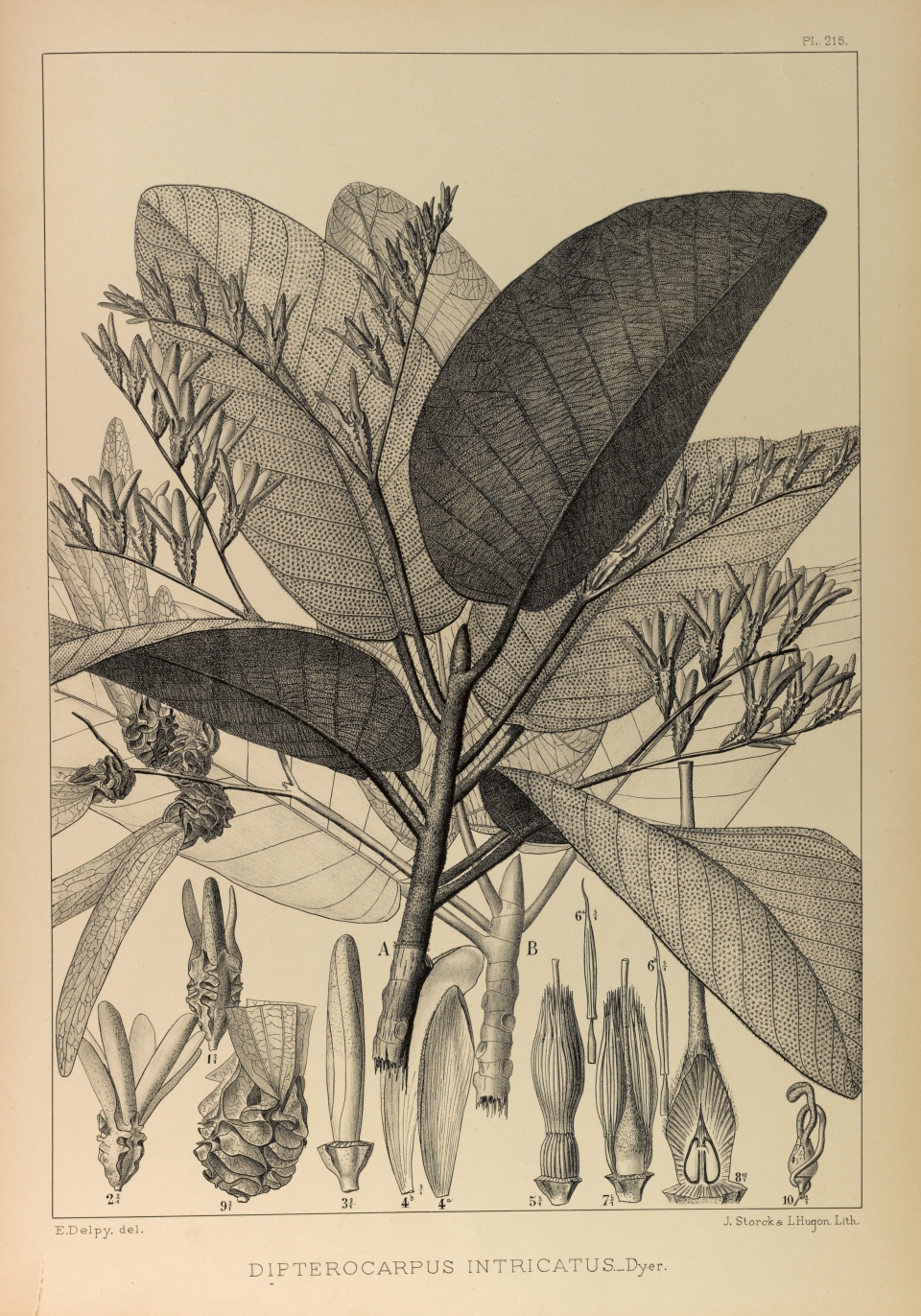 Dipterocarpus intricatus