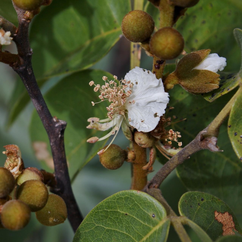 Swartzia macrostachya