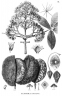 Zeyheria tuberculosa