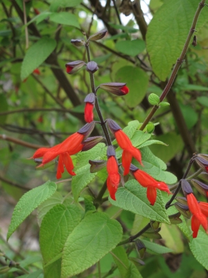 Salvia gesneriiflora