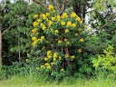 Senna macranthera