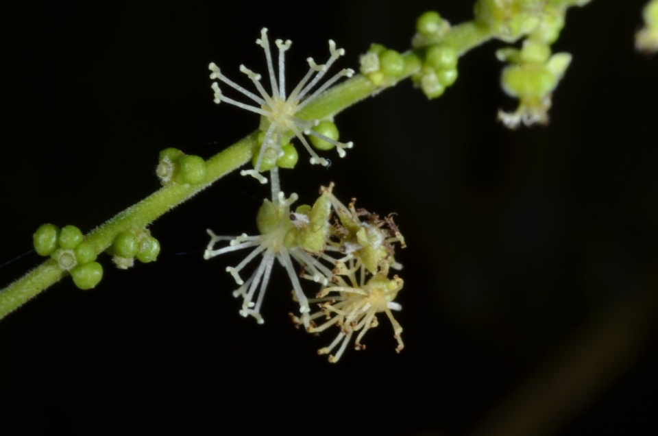 Mareya micrantha