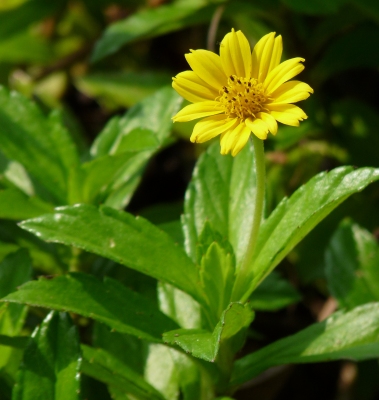 Sphagneticola calendulacea