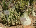 Euphorbia lugardiae