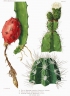 Hylocereus setaceus