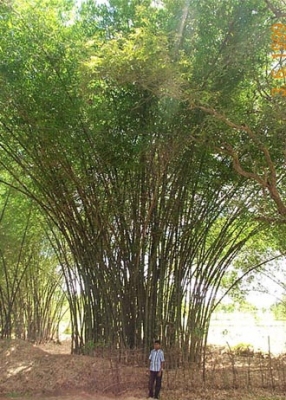 Bambusa balcooa