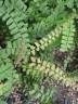 Adiantum caudatum