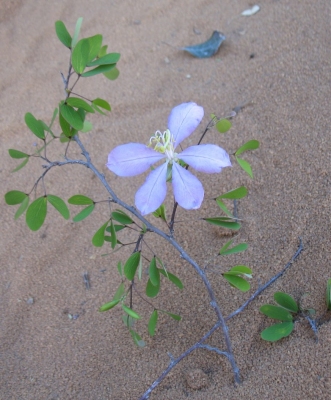 Bauhinia morondavensis