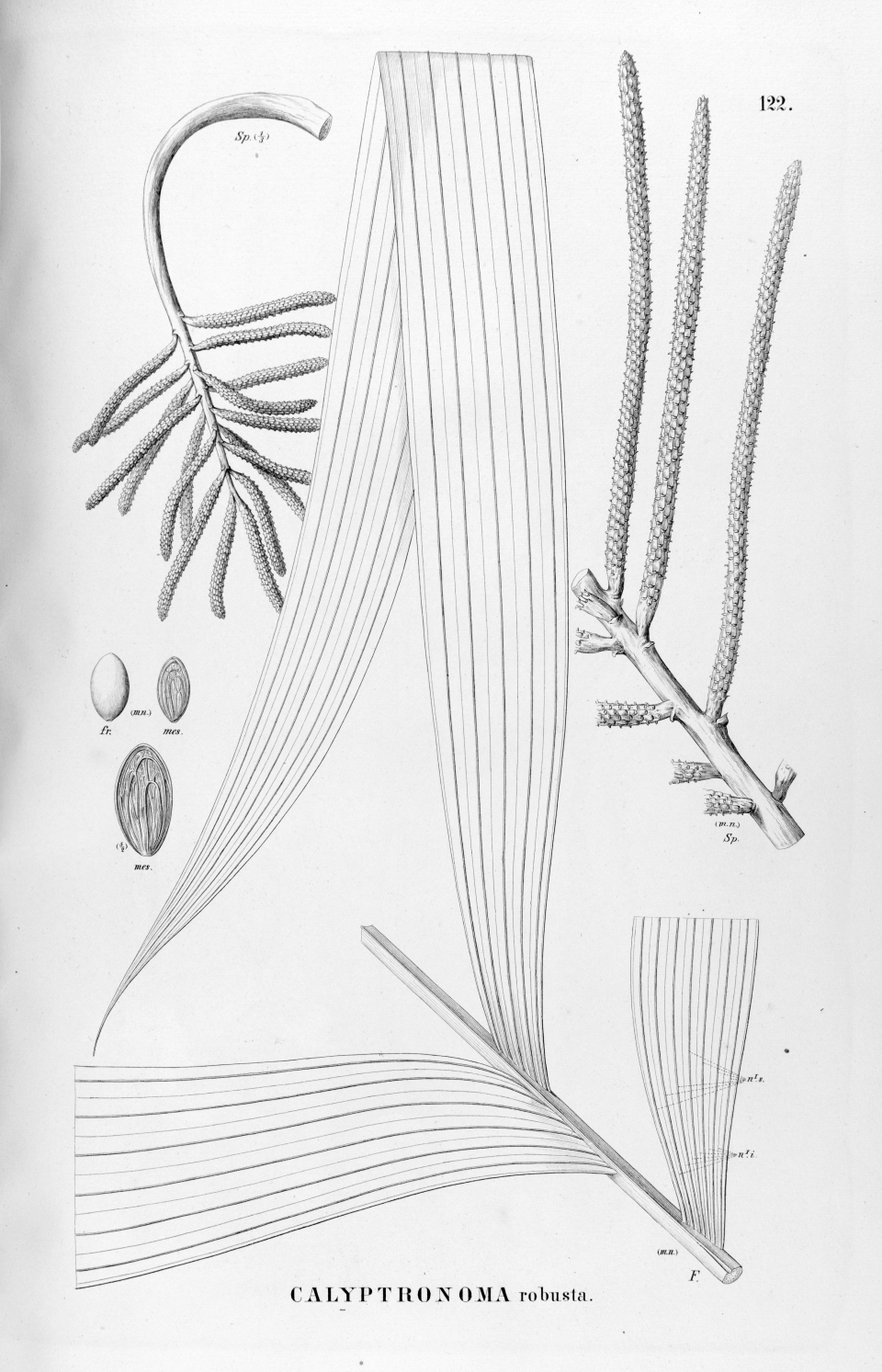 Pholidostachys synanthera