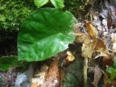 Begonia hirsutula