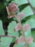 Adiantum caudatum