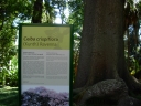 Ceiba crispiflora