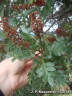 Weinmannia paulliniifolia