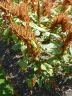 Amaranthus hypochondriacus
