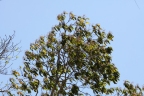 Triplaris melaenodendron