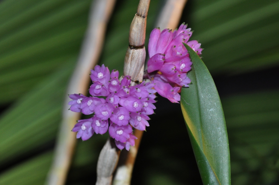 Dendrobium purpureum