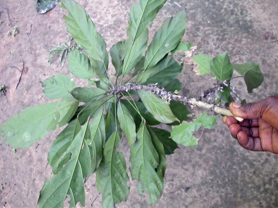 Cola diversifolia