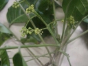 Ganophyllum falcatum