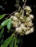 Syzygium tierneyanum