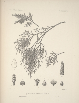 Juniperus barbadensis