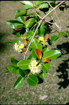 Xanthostemon oppositifolius