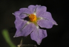 Solanum stoloniferum