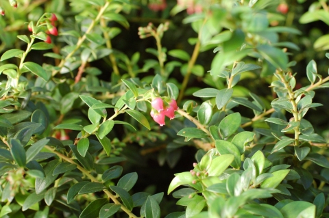 Vaccinium myrtoides