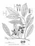 Elaeocarpus culminicola