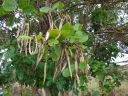 Tabebuia heterophylla