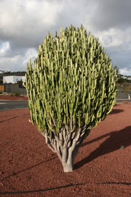 Euphorbia trigona