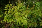 Triumfetta cordifolia