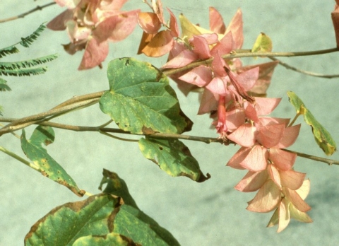 Ipomoea bracteata