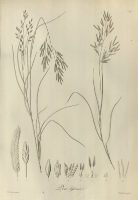 Eragrostis atrovirens