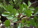 Lonchocarpus heptaphyllus