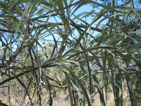 Grevillea striata