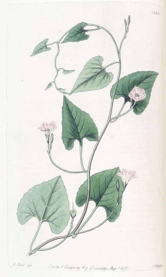 Convolvulus farinosus