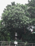 Cerbera manghas