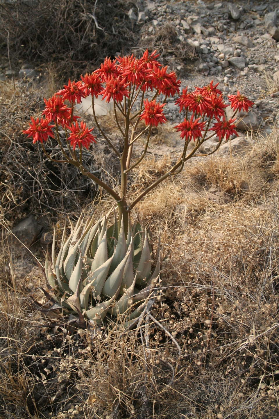 Aloe hereroensis