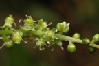 Deeringia amaranthoides